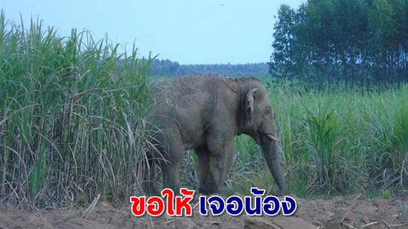 จนท.เร่งติดตาม "พลายหนูซิง" ช้างป่าโดนยิงหลายสิบนัด หลบหนีไปในป่า ยังไม่เจอตัว