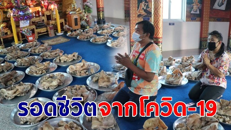 สาววัย 39 นำหัวหมูแก้บนหลวงพ่อใหญ่ หลังรอดชีวิตจากอาการโควิด-19