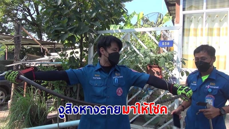 แตกตื่นทั้งบ้าน ! "งูสิงหางลาย" บุกเข้าห้องเก็บของ เชื่อมาให้โชค