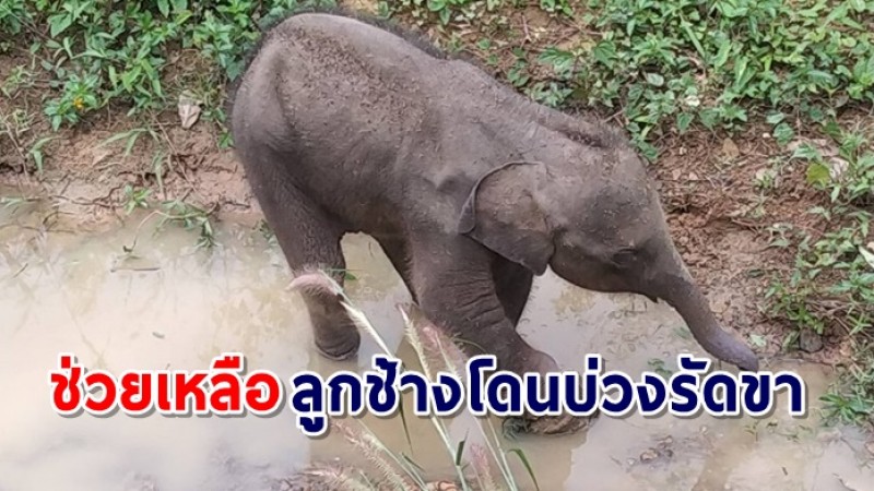 สงสาร ลูกช้างโดนบ่วงรัดขาบาดเจ็บ สัตวแพทย์เข้าช่วยเหลือ