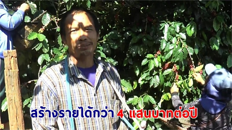 "หนุ่มวัย 39 ปี" ปลูกกาแฟสร้างรายได้กว่า 4 แสนบาทต่อปี