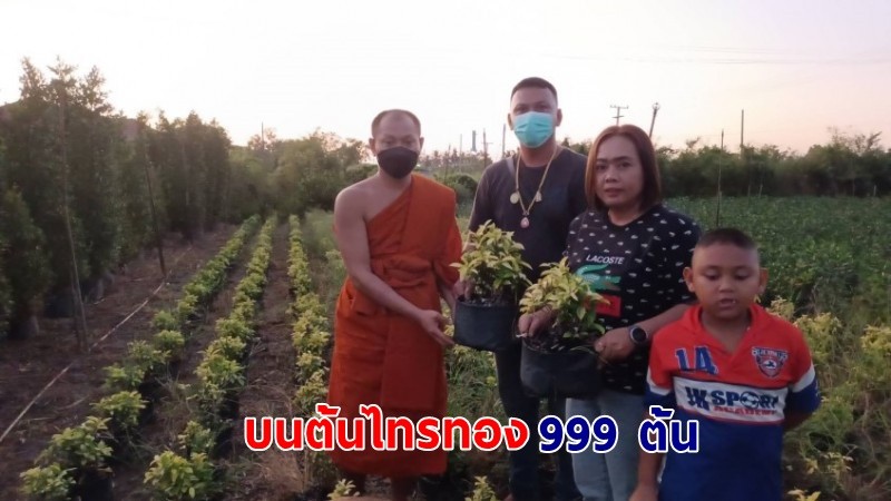 "หนุ่มขายต้นไม้" นิมนต์เจ้าอาวาสถึงบ้าน ถวายต้นไทรทอง 999 ต้น แก้บนไอ้ไข่วัดนิเทศน์ฯ 