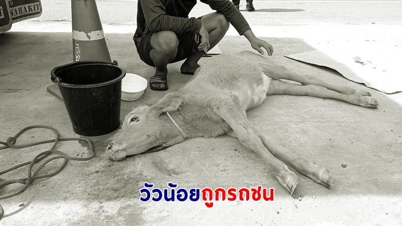 "วัวน้อย" เชือกขาดวิ่งข้ามถนน รถพ่วงเบรกไม่ทัน พุ่งชนเข้าอย่างจัง นอนหายใจโรยริน