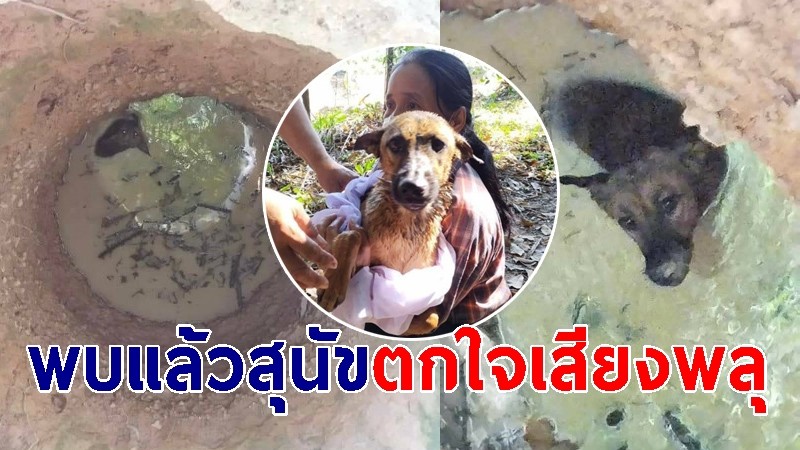 พบแล้ว สุนัขตกใจเสียงพลุช่วงปีใหม่หายไป 3 วัน พบตกอยู่ในบ่อน้ำ