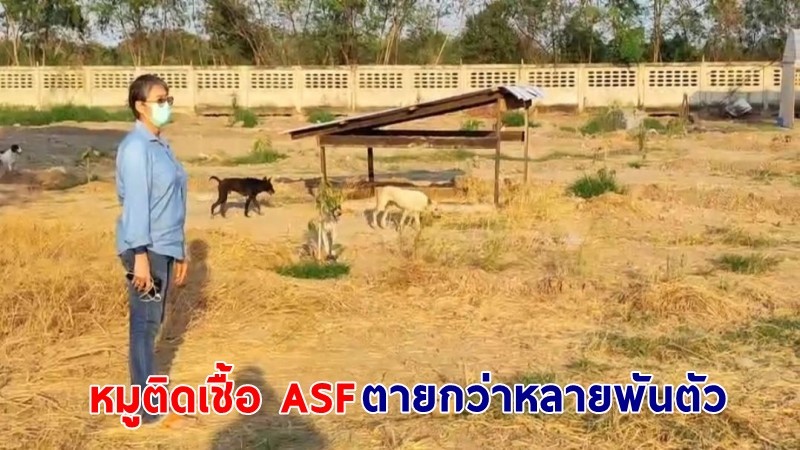 เจ้าของฟาร์มหมูสิงห์บุรี พบหมูติดเชื้อ ASF ตายกว่าหลายพันตัว