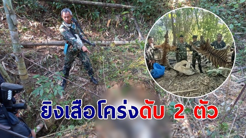 "5 นายพรานใจบาป" ใช้ซากวัวเป็นเหยื่อล่อสัตว์ จ่อยิงเสือโคร่งดับ 2 ตัว