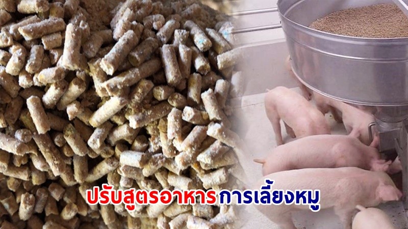 "ปศุสัตว์" เล็งปรับสูตรอาหาร ช่วยลดต้นทุนให้แก่ผู้เลี้ยงหมู