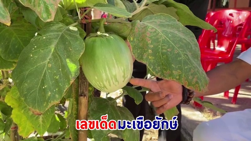 แห่ขอเลขเด็ด ! "มะเขือยักษ์" โผล่กลางวัดโคราช เชื่อมาให้โชค !