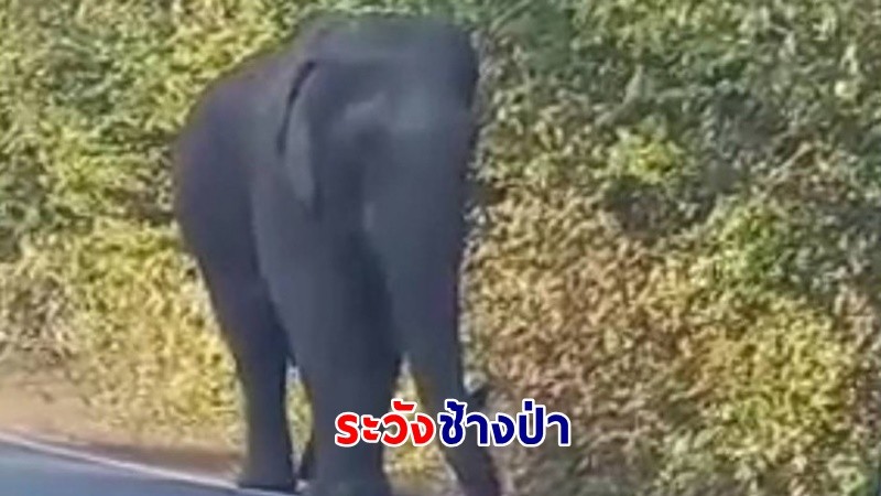 เตือน !! "ผู้ใช้รถ" เส้นทาง 3199 กาญจนบุรี - เอราวัณ ระวังช้างป่าออกมาเดินบนถนน