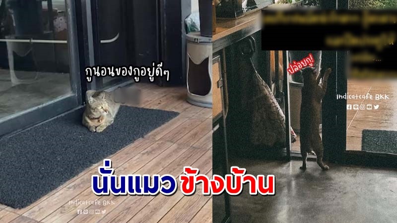 "ร้านคาเฟ่แมว" เผยพนง.ใจดี อุ้มแมวหน้าร้านเข้ามาให้  แต่นั้นมันแมวคนข้างบ้าน !