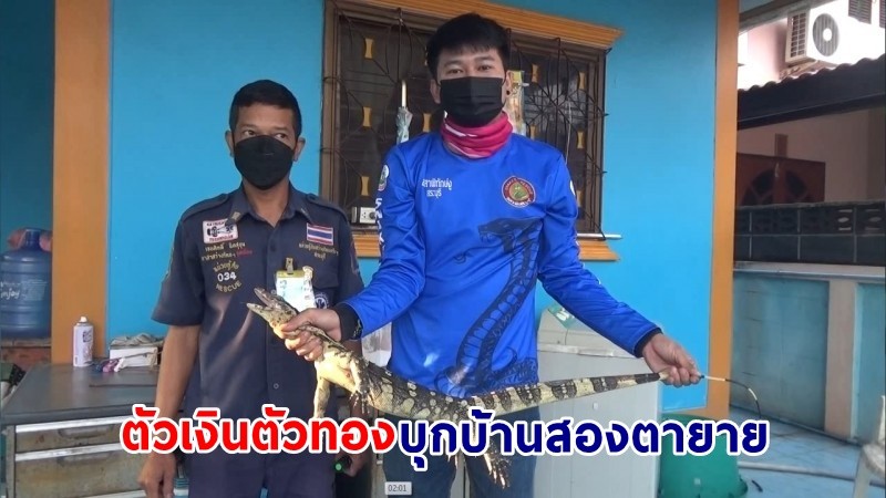 "สองตายาย" ตกใจ ! "ตัวเงินตัวทอง" บุกเข้าบ้าน เชื่อนนำโชคลาภมาให้