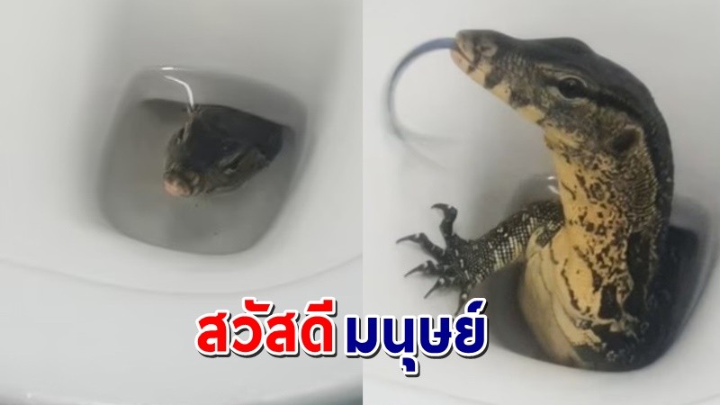 "ฝรั่งสุดว้าว" เจอ "ตัวเงินตัวทอง" โผล่โถส้วมบ้านแฟนสาวที่ประเทศไทย !