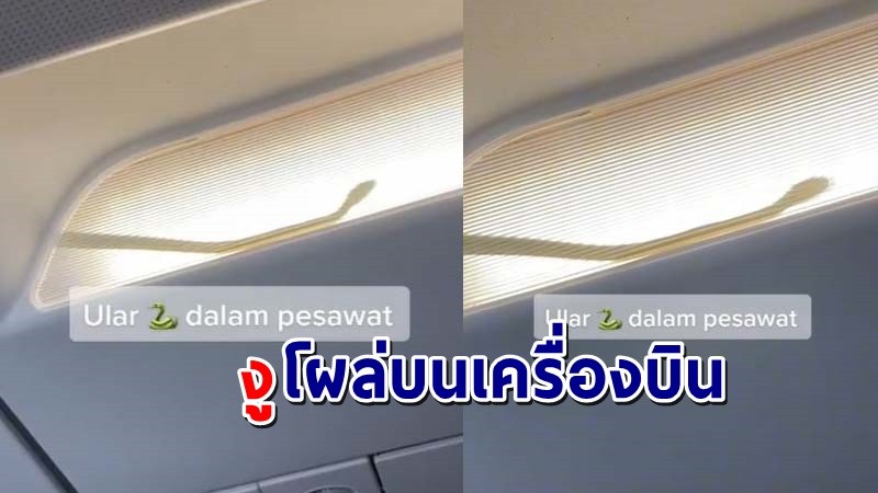 "ผู้โดยสารผวา"  พบงูโผล่บนช่องเก็บของบนเครื่องบิน รีบจอดฉุกเฉินทันที !
