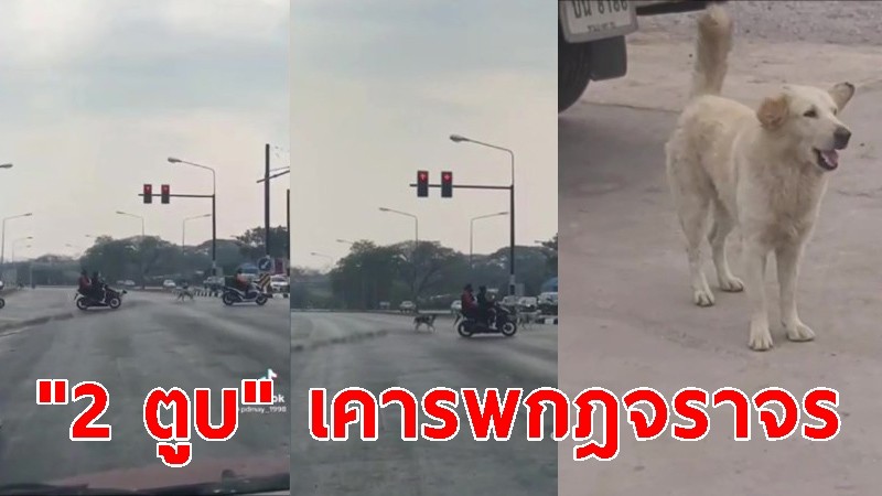 ชื่นชม "2 ตูบ" เคารพกฎจราจร หยุดรอไฟแดง-ข้ามถนน 