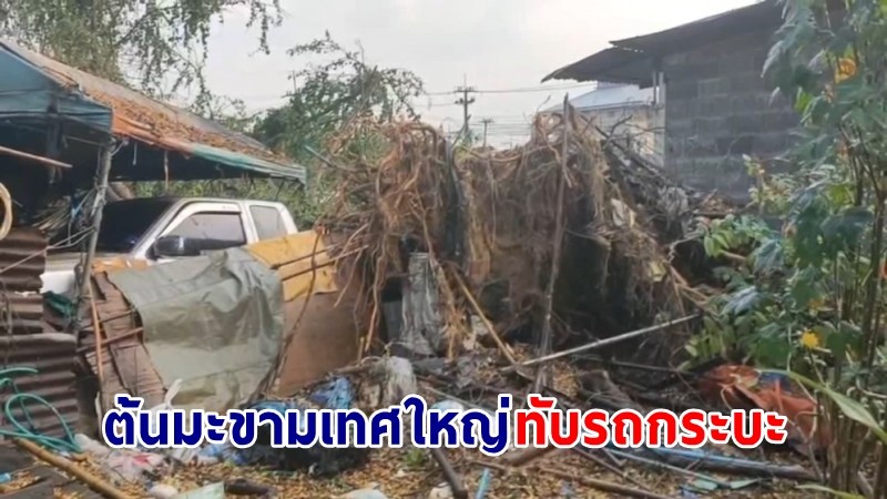 ฝนถล่มสระบุรี ! "ต้นมะขามเทศใหญ่" หักโค่นทับรถกระบะได้รับความเสียหาย