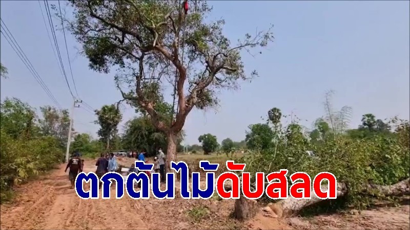 "พ่อตารองนายก อบจ." ปีนต้นไม้เอามาเผาถ่าน พลาดท่าตกดับ!