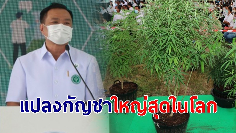 อนุทินอึ้ง! "อธิบดีกรมแพทย์ฯ เผย 400 วิสาหกิจกาญจน์ จับมือ ทำแปลงกัญชา 350 ไร่ ใหญ่สุดในโลก