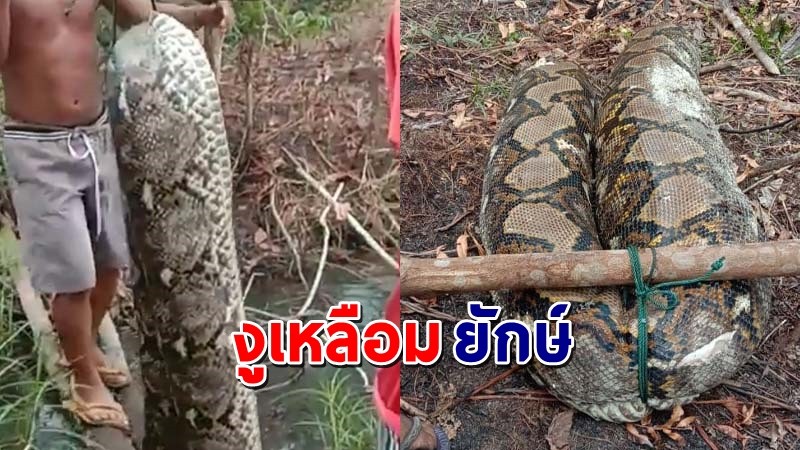"ชาวบ้านผงะ" เจอ "งูเหลือมยักษ์" นอนตายอยู่กลางสวน จับสับ 5 ท่อน ช่วยกันแบก !