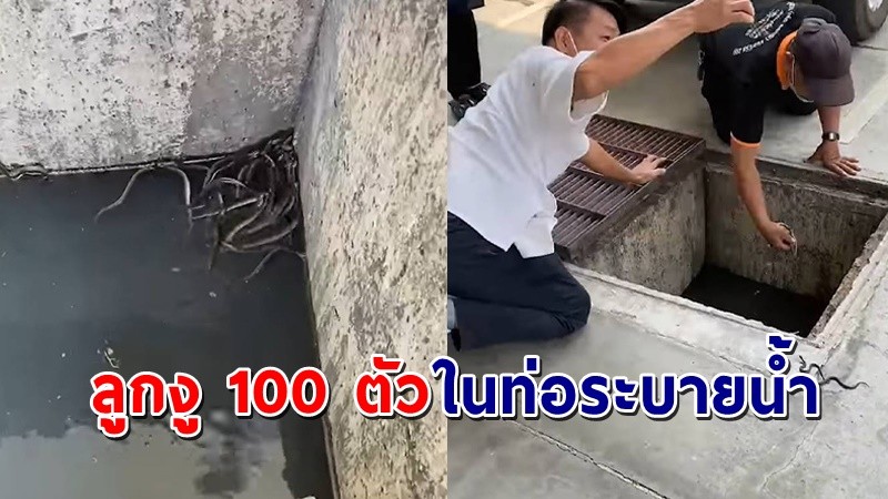 ขนลุก ! ฝูงลูกงูนับ 100 ตัว อยู่ในท่อระบายน้ำ ใช้มือเปล่าล้วงหยิบช่วยชีวิต !