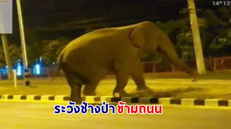 เตือน! ปชช. ระวัง "ช้างป่าข้ามถนน" เส้นทาง กาญจนบุรี – ศรีสวัสดิ์ในช่วงเทศกาลสงกรานต์