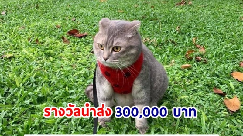 ทาสแมวแห่แชร์ ! ตามหาน้องแมวหายออกจากบ้าน รางวัลนำส่ง 300,000 บาท