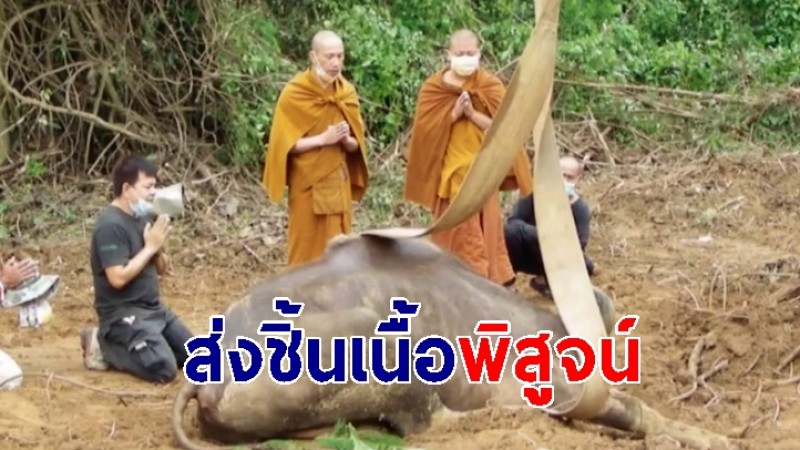 สิ้นใจแล้ว "กระทิงป่า" ส่งชิ้นเนื้อพิสูจน์ หาหลักฐานการเสียชีวิต