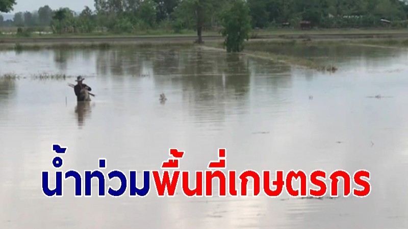 พะเยาอ่วม! น้ำท่วมกระทบหลายพื้นที่เกษตร นับ 1,000 ไร่