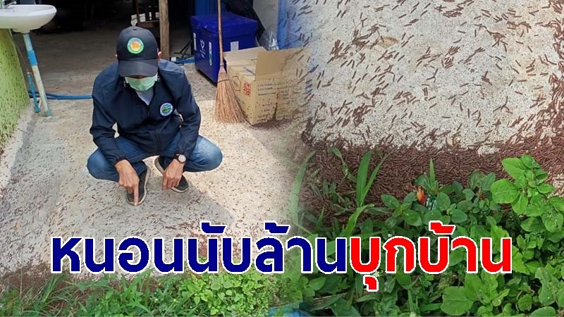 หนอนนับล้านบุกบ้านชาวบ้าน จ.พะเยา ล่าสุดเทศบาลเร่งกำจัด