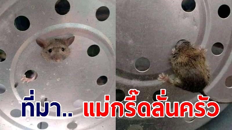 แบบนี้เรียก "หนูซึ้ง" หนุ่มเผยที่มาเสียงกรี๊ดลั่นครัวของแม่ พบหนูน้อยน่าเอ็นดู