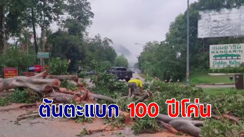 พายุกระหน่ำ "ต้นตะแบก 100 ปี" โค่นกลางถนนเขาใหญ่ โชคดีไร้รถผ่าน