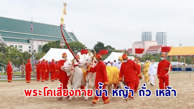 เปิดคำทำนาย ! พระโคเสี่ยงทายกิน "น้ำ หญ้า ถั่ว เหล้า"  ในวันพืชมงคล 2565