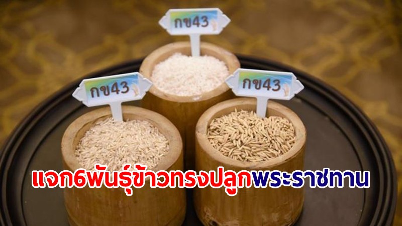 กรมการข้าว แจก 6 พันธุ์ข้าวทรงปลูกพระราชทาน วันพืชมงคล ปี 2565