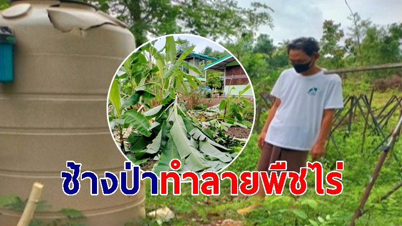 ชาวบ้านเดือดร้อน ช้างป่าลงทำลายพืชไร่-ของใช้พังเสียหาย