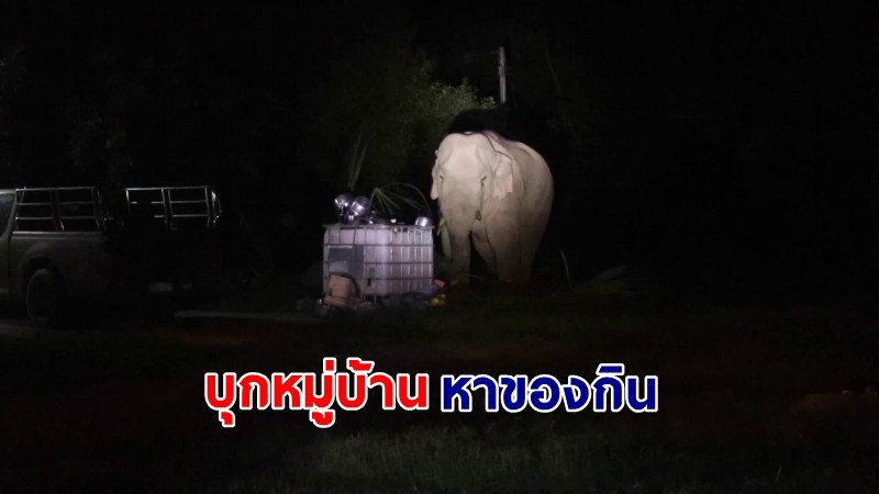 "ช้างป่าเขาใหญ่" บุกหมู่บ้านเข้าหากินในบ้านเรือนของประชาชน