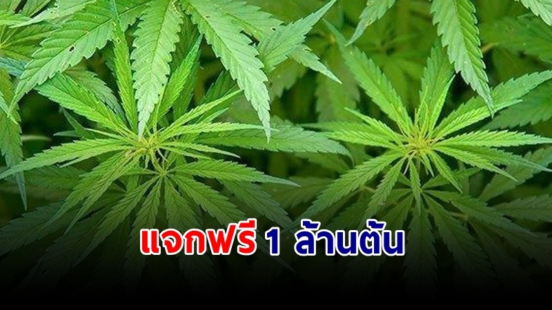 เช็กเลย ! เงื่อนไขแจก "กัญชา" ฟรี 2 ต้น/ครัวเรือน เริ่ม 16 มิ.ย. นี้