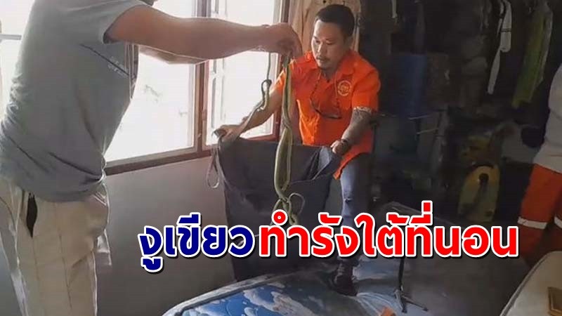 เจ้าของบ้านผวา พบ "งูเขียว" ทำรังใต้ที่นอน ชาวเน็ตแห่ส่องเลขที่บ้าน !