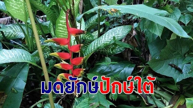 สุดทึ่ง "มดยักษ์ปักษ์ใต้" ใหญ่สุดในโลกบน อุทยานแห่งชาติเขาหลวง