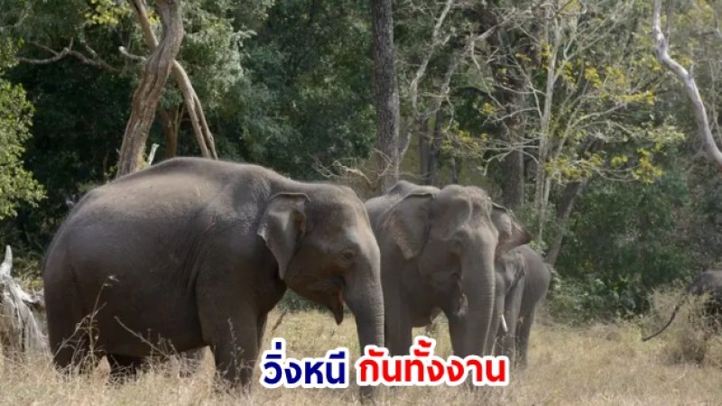 สลดใจ ช้างป่าทำร้ายหญิงวัย 68 ถึงแก่ชีวิต - บุกงานศพทำร้ายซ้ำ คนทั้งงานเผ่นไม่คิดชีวิต