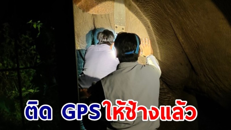 กรมอุทยานฯ ติดตั้ง GPS ให้ช้างป่า "สีดอหนุ่ม" หลังออกนอกพื้นที่รบกวนปชช.