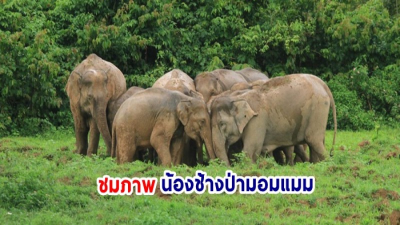 ชมภาพ โขลงช้างป่ามอมแมม ที่อุทยานแห่งชาติกุยบุรี จ.ประจวบคีรีขันธ์ 