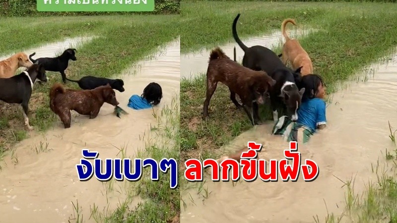 "เจ้าตูบแสนรู้" คิดว่าเจ้านายตัวน้อยจมน้ำ รีบเข้าช่วยดึงขึ้นฝั่งทันที !