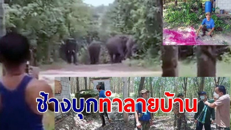 ช้างป่าภูวัว 16 ตัวลงจากเขาทำลายบ้านจนโอ่งน้ำแตก