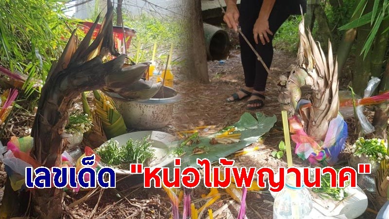 เลขเด็ด "หน่อไม้พญานาค" คอหวยจุดธูปมงคลเห็นแล้วขนลุก ตรงเลขที่บ้าน