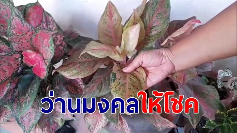 "ต้นว่านมงคล" ให้โชค สาวอุดรฯ ปลูกไว้ในบ้าน คอหวยส่องชัด 2 ตัวเต็ม