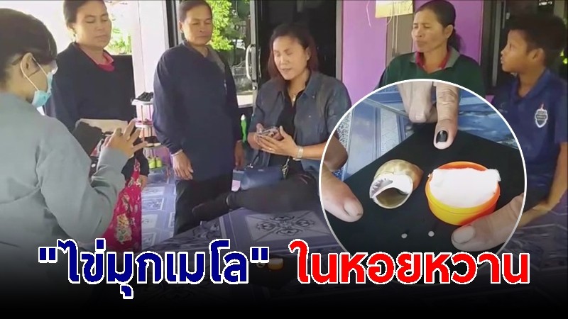 โผล่มาอีก "ไข่มุกเมโล" ในหอยหวาน  ชาวบ้านเฮลั่น แกะกิน-เจอตัวสุดท้าย เตรียมขายทำบุญ