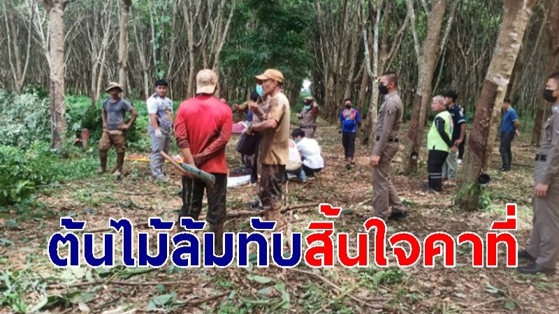 หนุ่มรับจ้างตัดต้นยาง โดนต้นไม้ล้มทับสิ้นใจคาที่