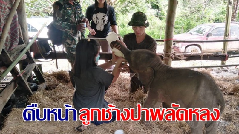 คืบหน้าลูกช้างป่าพลัดหลง จนท.ป้อนนมแพะใส่ขวดให้กินหมดไป 4​ ลิตร