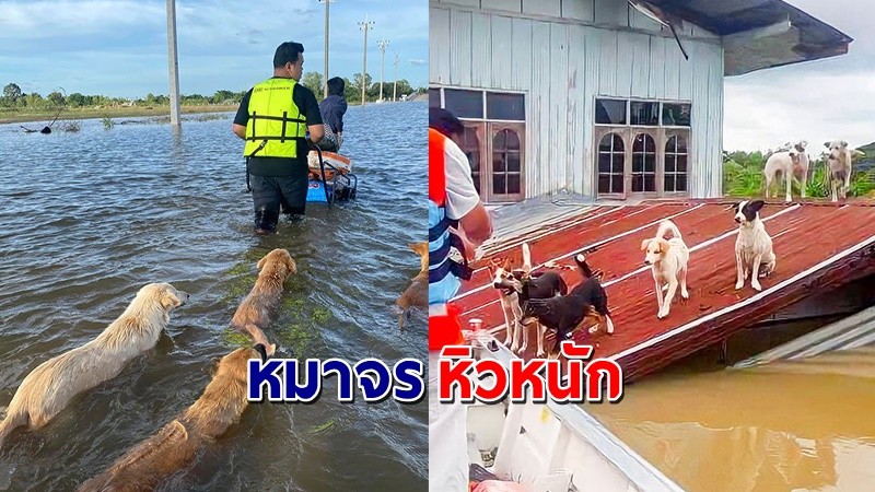 "สุนัข" 300 ชีวิตหิวโซ หลังน้ำท่วมอุบลฯ ถนนถูกตัดขาด ชาวบ้านนั่งเรือนำอาหารให้กิน !