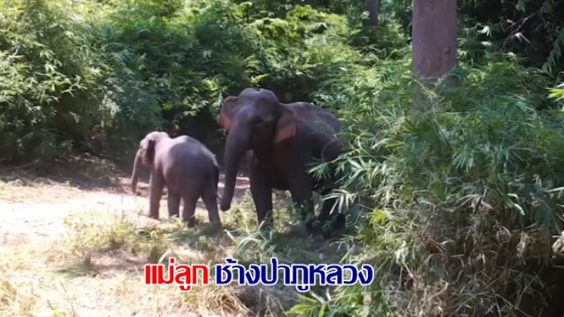 เปิดคลิป แม่ลูกช้างป่าภูหลวง ดูแลวิเคราะห์พาสงสาร น้องคุลา ลูกช้างป่าพลัดหลง