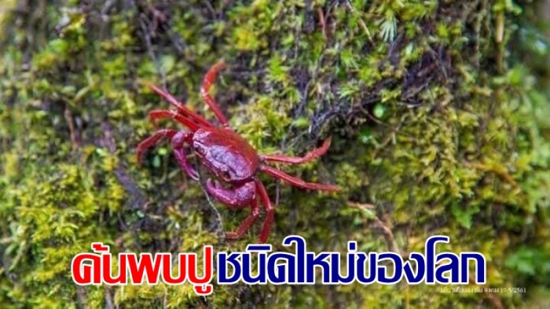 พบแล้ว ปูมดแดง อาจารย์ซุกรี ปูชนิดใหม่ของโลก